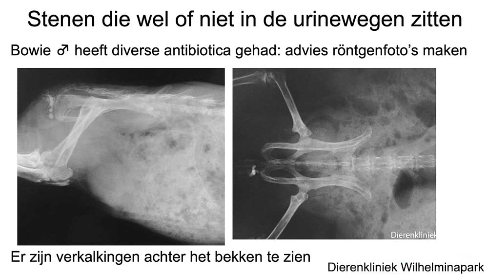 Bij deze cavia zijn stenen in de anaalzak en niet in de urethra